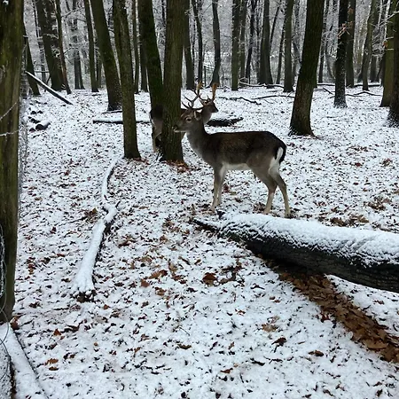 Granas Paradise * Gant