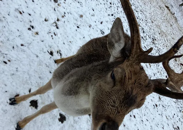 Granas Paradise * Gant